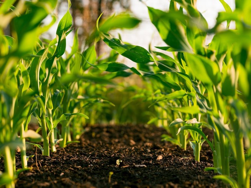 Yellow Corn (Maize)