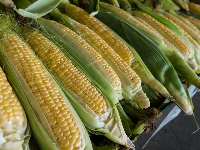 White Corn